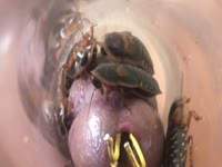 Lonely guy with extreme bdsm fetish traps bugs inside tube that's placed over his soft cock